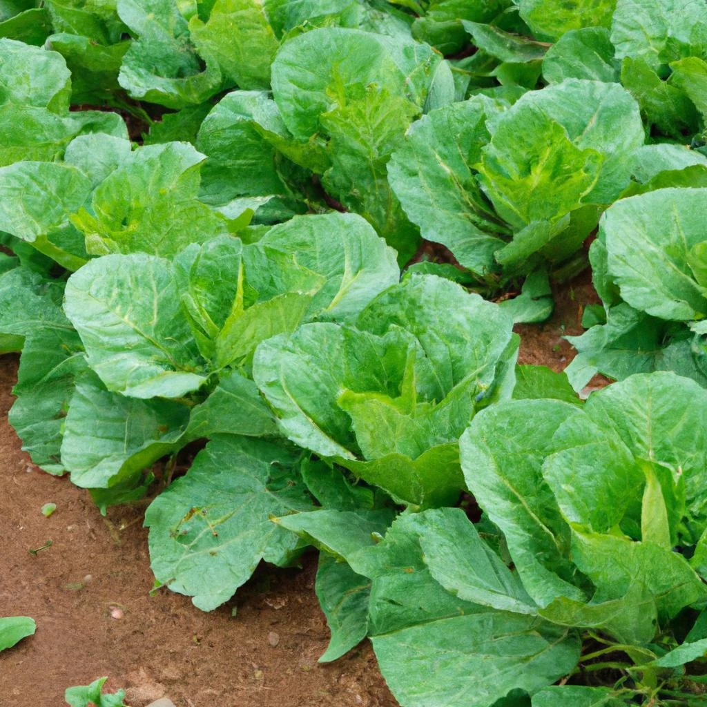 2. おすすめの野菜種と栽培方法