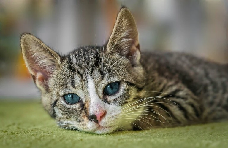 古家を猫と共にリノベーション！新しい暮らしの始まりを体験しよう